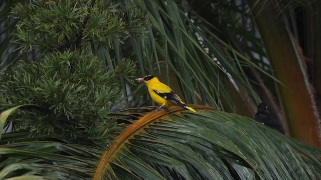 黃鸝(maculatus群) - ML645319176