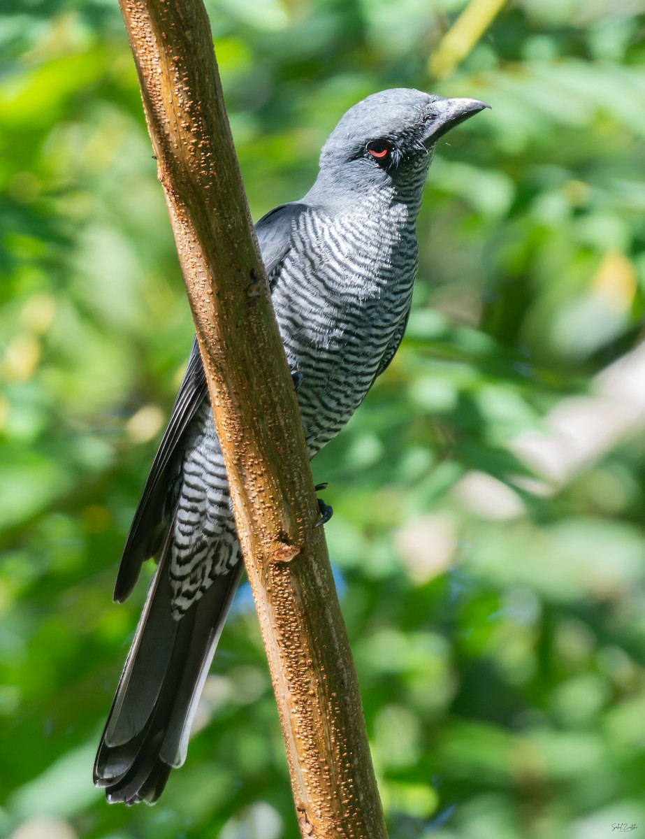 Andaman Cuckooshrike - ML645319182