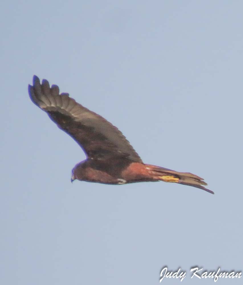 Western Marsh Harrier - ML645319183