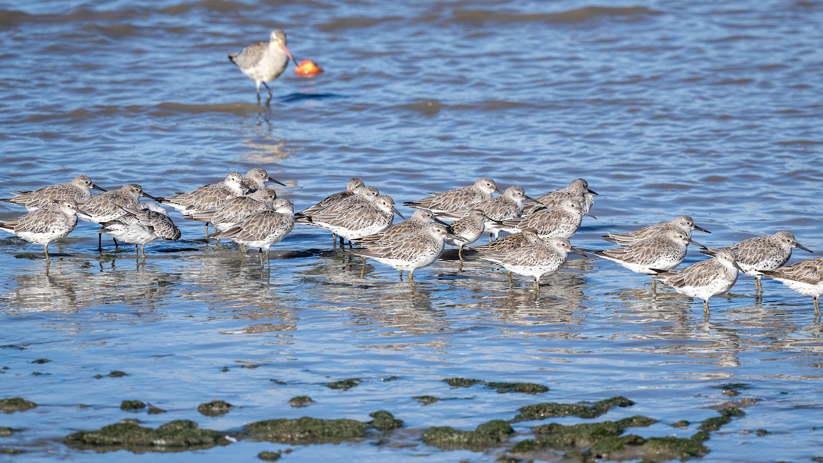 Great Knot - ML645319194