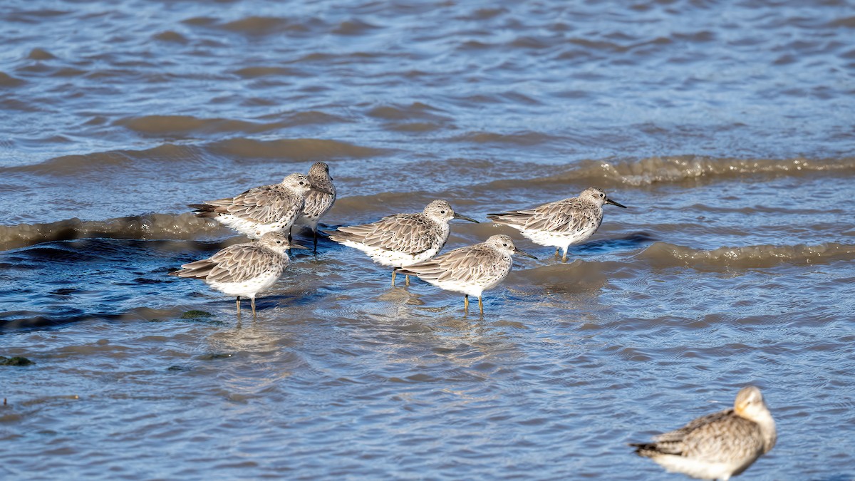 Great Knot - ML645319195