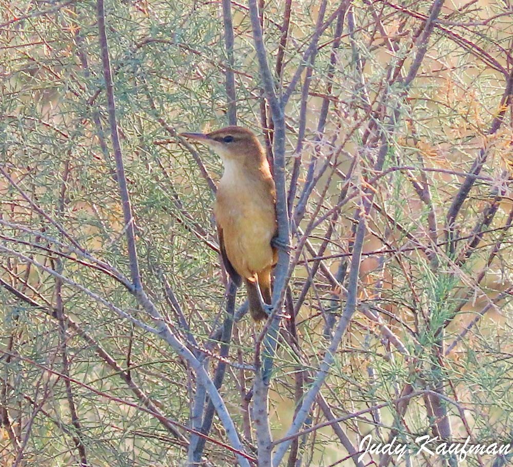 Lezkari zalapartaria - ML645319203