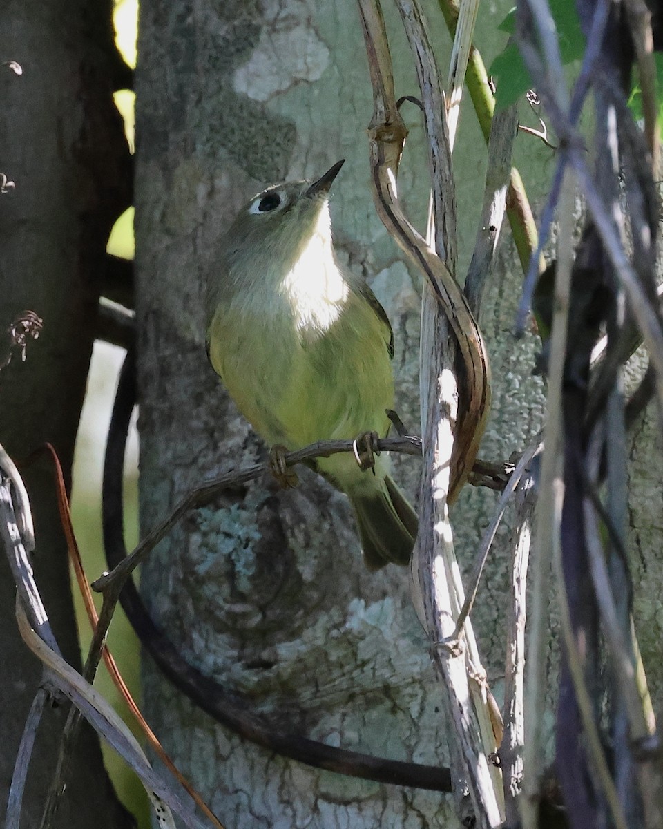 Золотомушка рубіновочуба - ML645319205