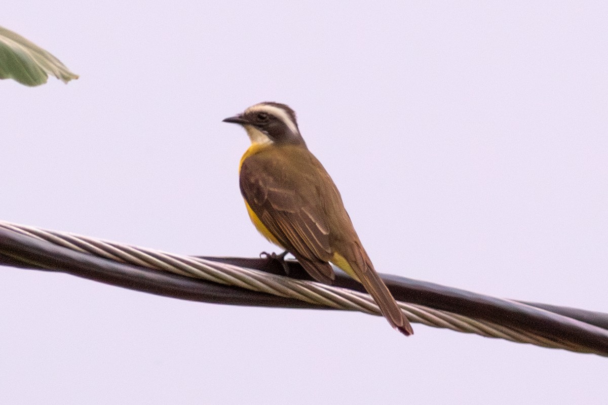 Sosyal Tiran - ML645319206