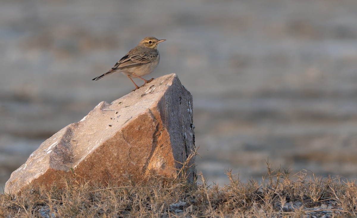 Tawny Pipit - ML645319225