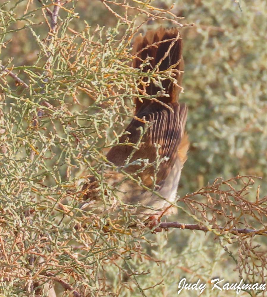 Cetti's Warbler - ML645319227