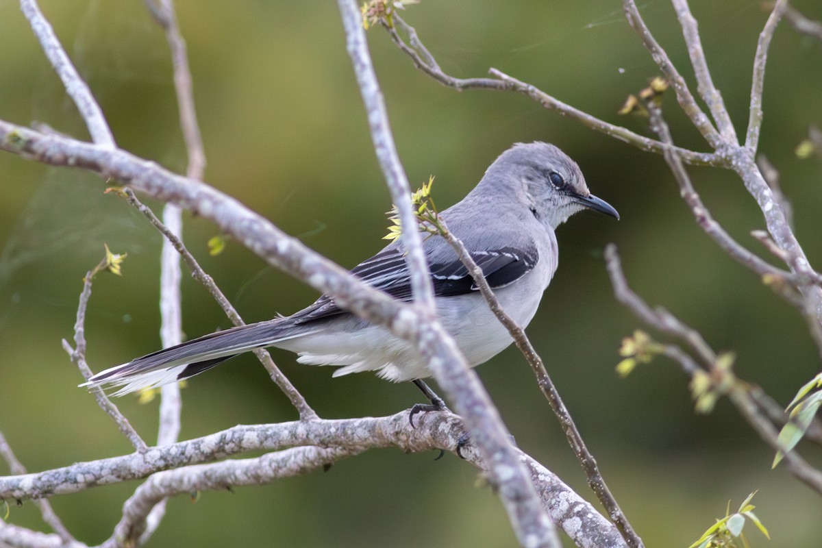 Tropikal Taklitçi - ML645319228