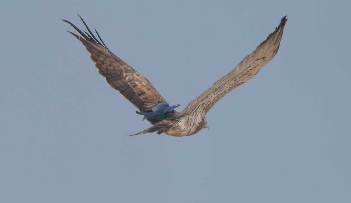 orlík krátkoprstý - ML645319238