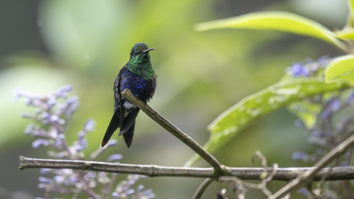 Crowned Woodnymph - ML645319241