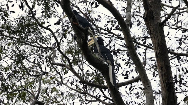 Oriental Pied-Hornbill - ML645319248
