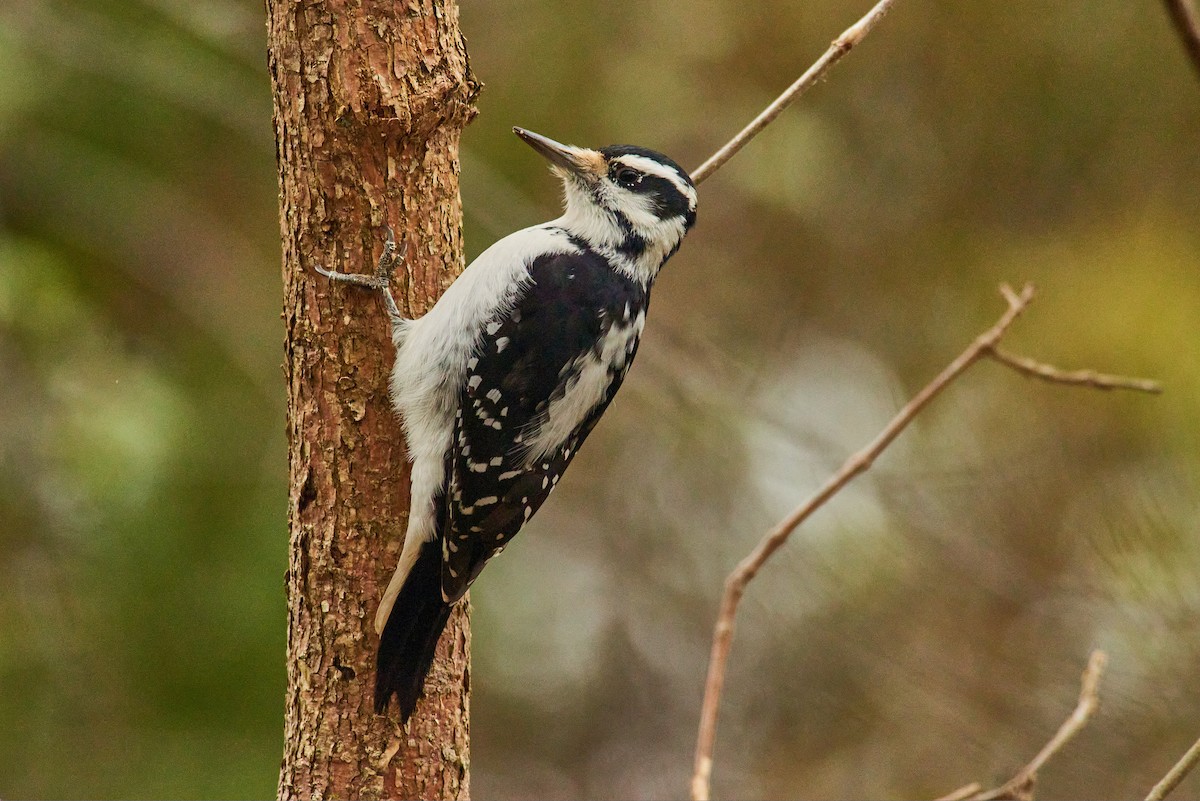 Hairy Woodpecker - ML645319254