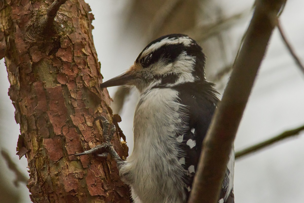 Hairy Woodpecker - ML645319256
