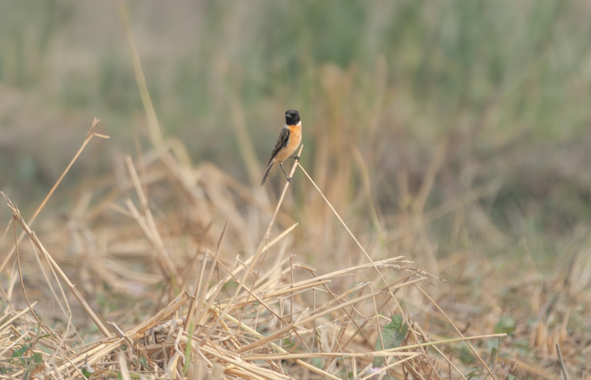 bramborníček sibiřský - ML645319260