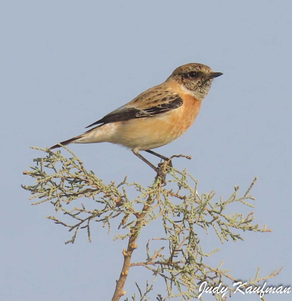 bramborníček sibiřský - ML645319261