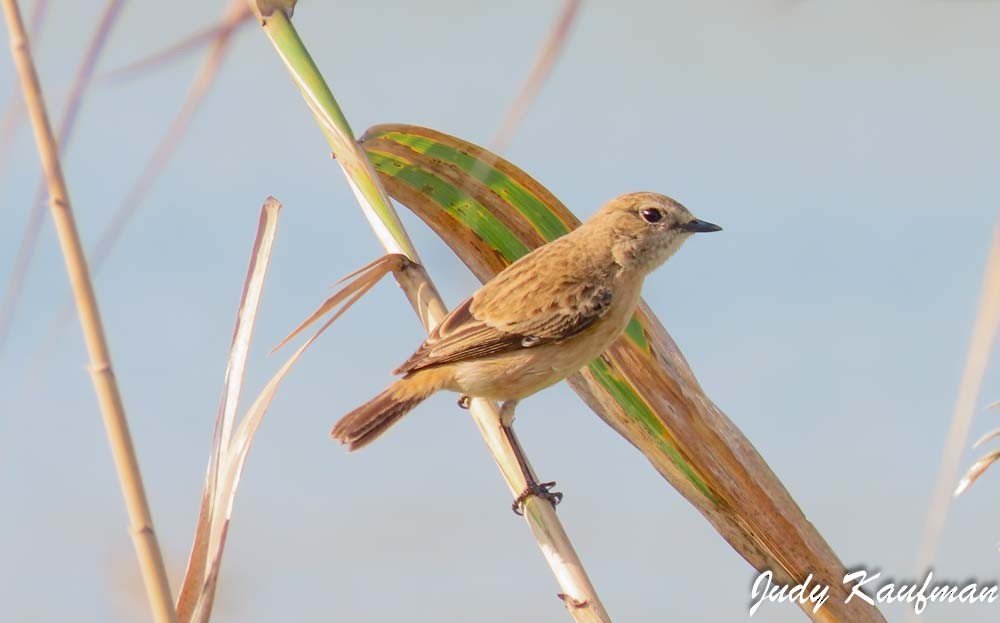 bramborníček sibiřský - ML645319268