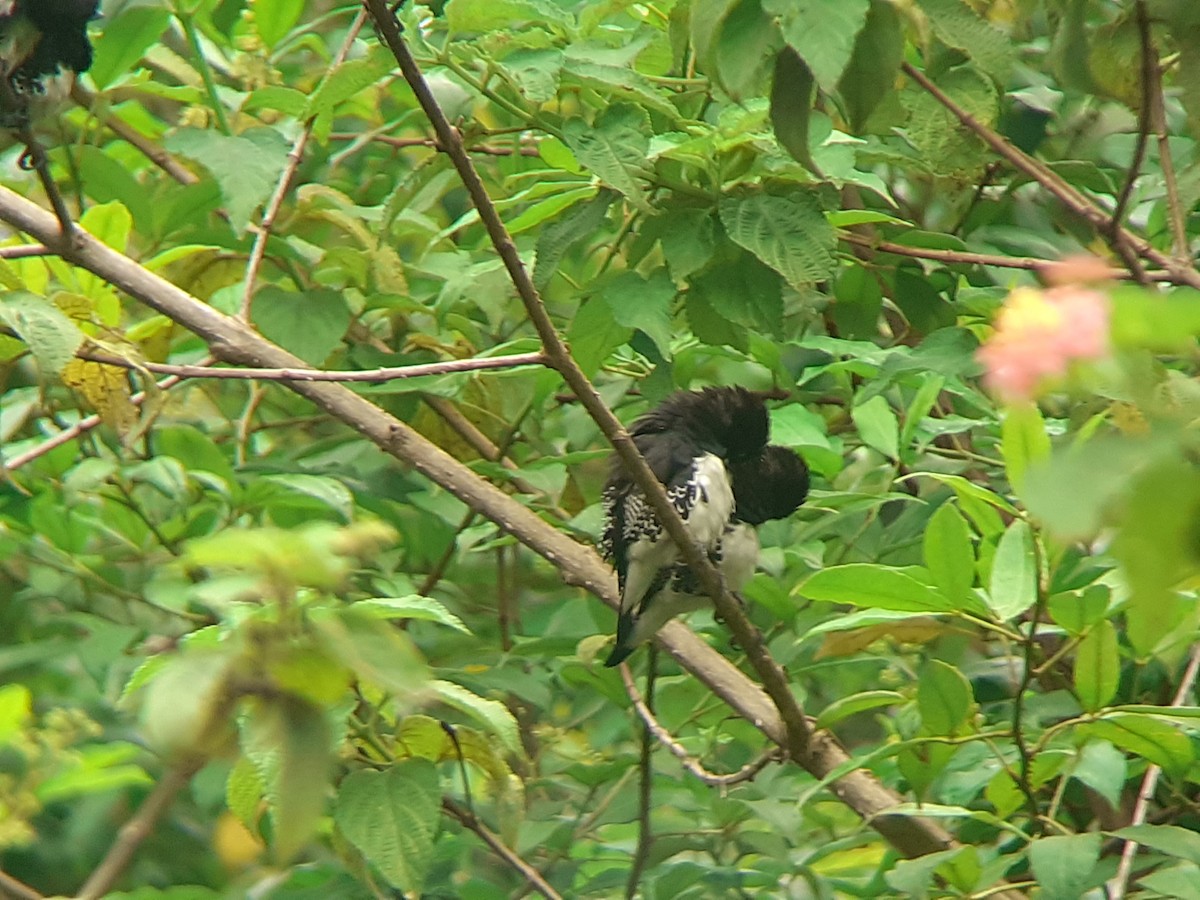 Black-and-white Mannikin - ML645319272