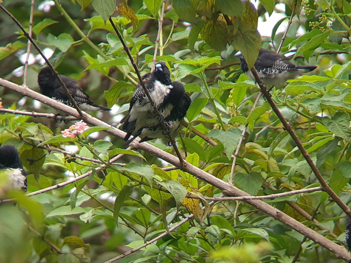 Black-and-white Mannikin - ML645319273