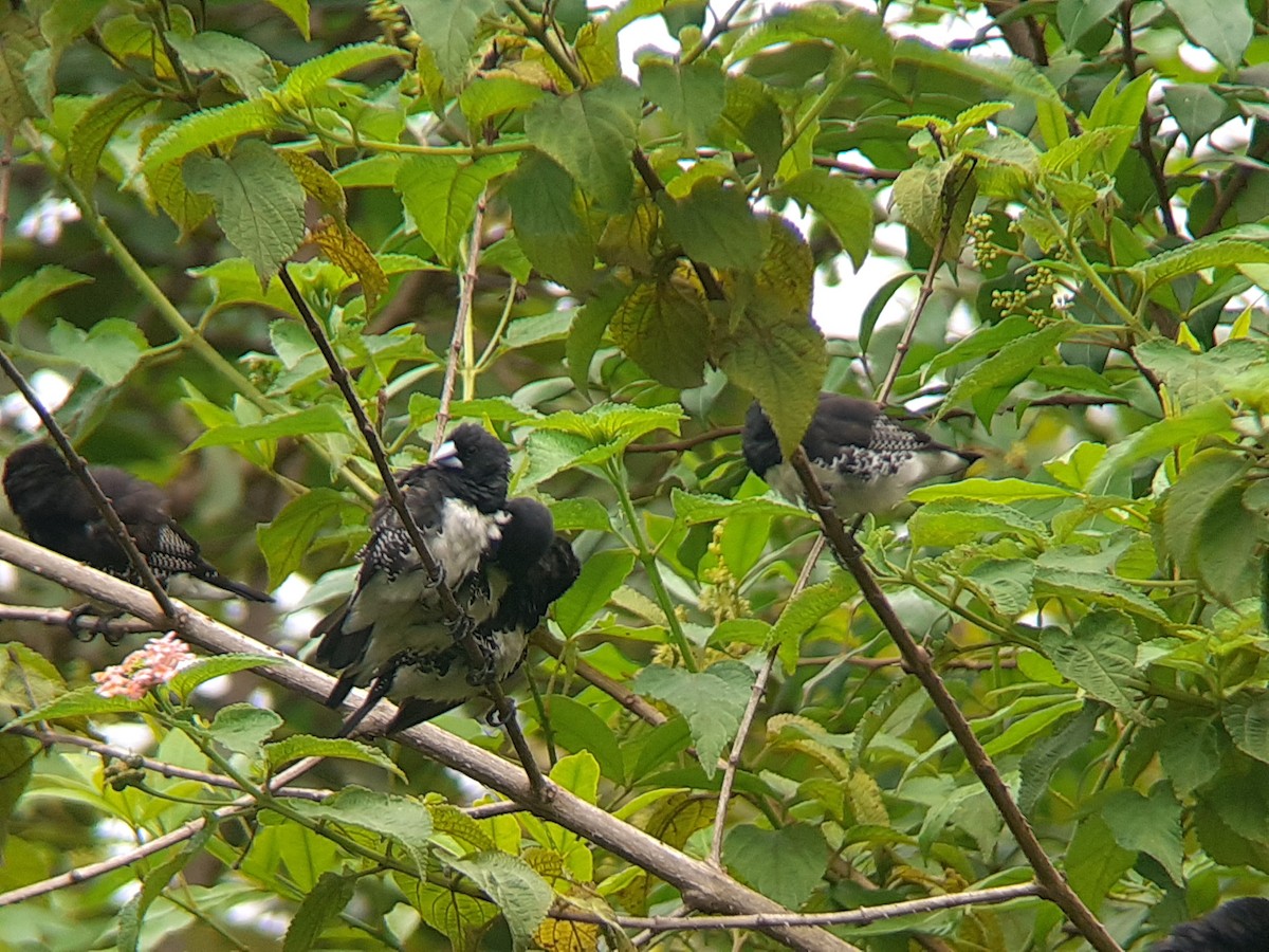 Black-and-white Mannikin - ML645319274