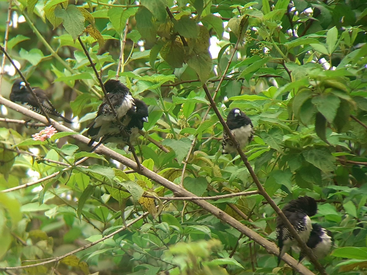Black-and-white Mannikin - ML645319275