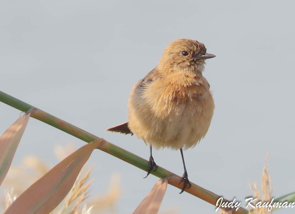 bramborníček sibiřský - ML645319282