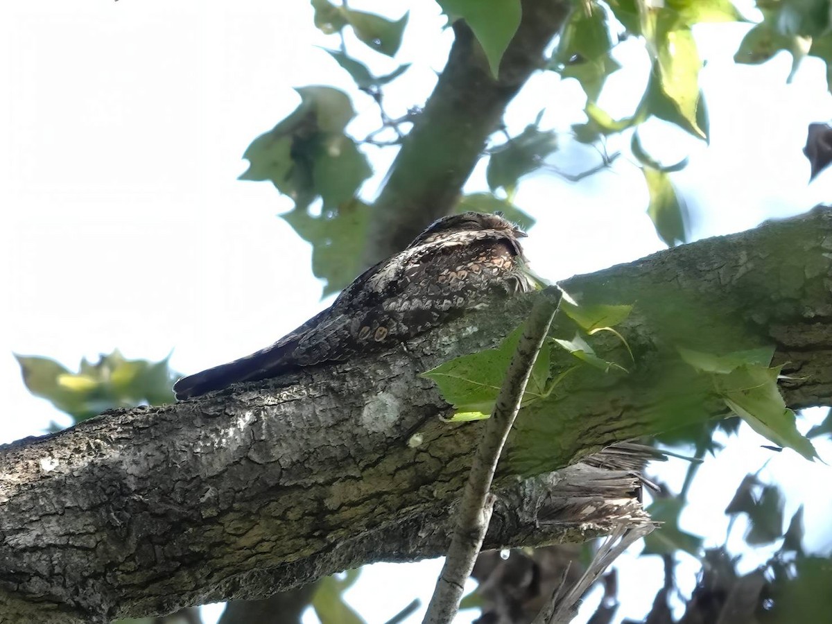 ヨタカ - ML645319295