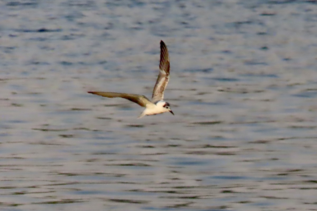White-winged Tern - ML645319298