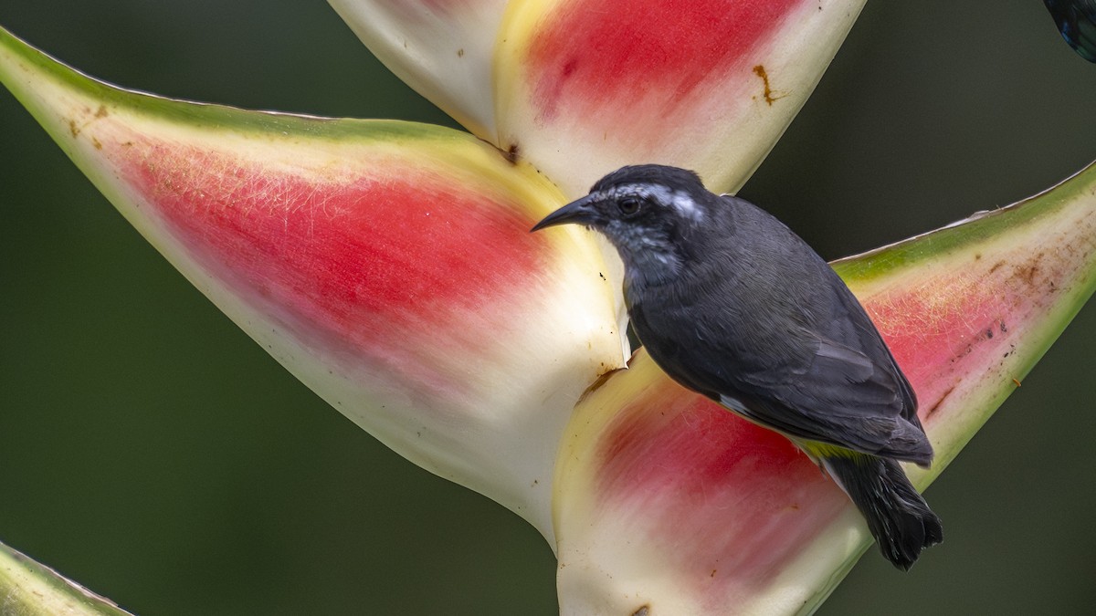 Bananaquit - ML645319299