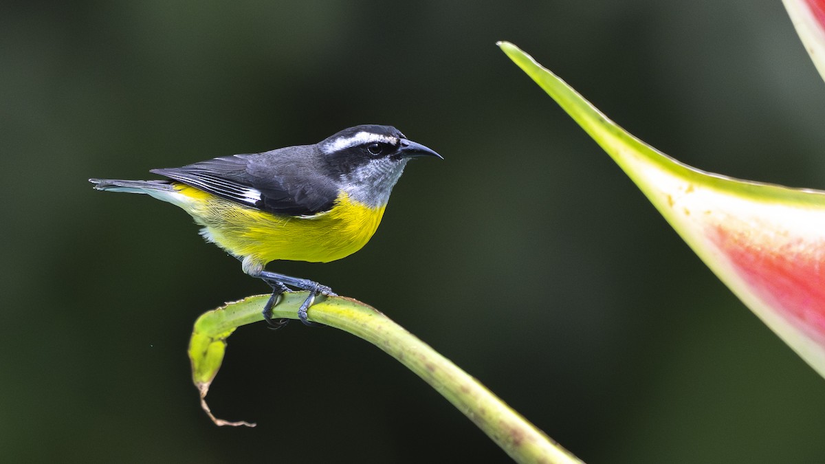 Bananaquit - ML645319300