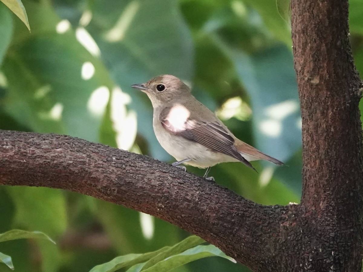 Narzissenschnäpper - ML645319301