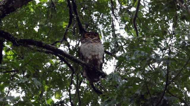 Spotted Wood-Owl - ML645319303