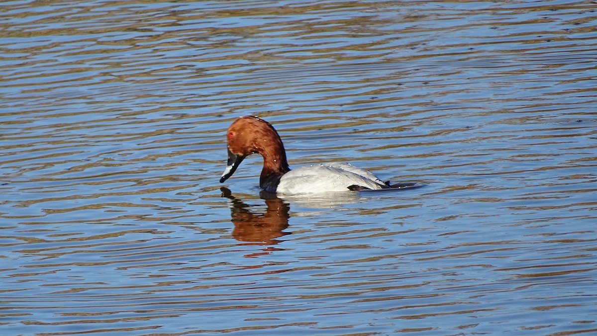 Common Pochard - ML645319310