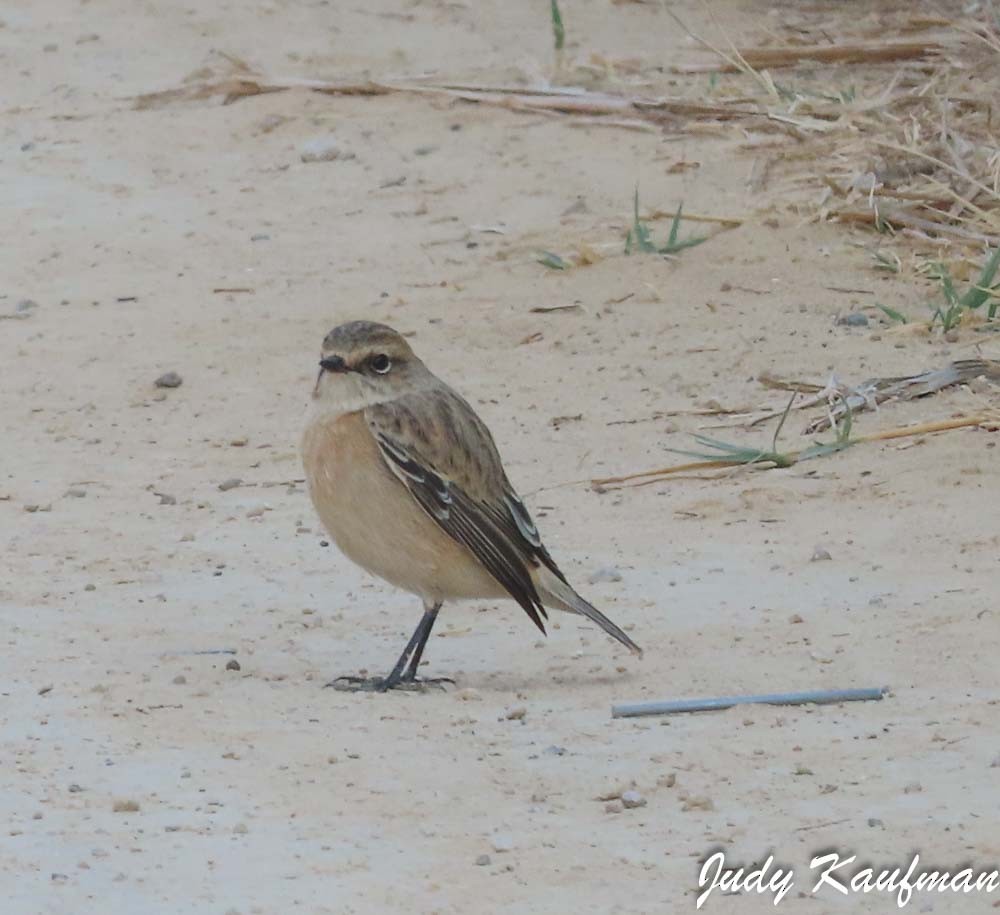 bramborníček sibiřský - ML645319313