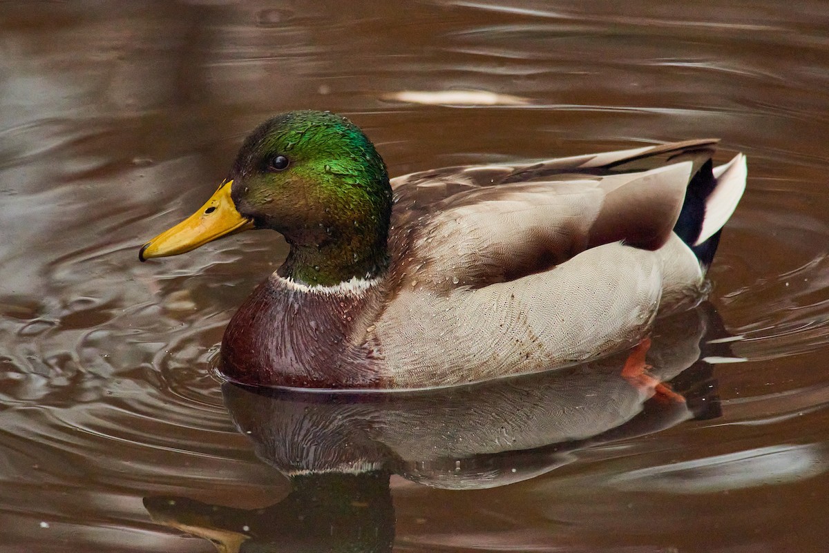 Mallard - ML645319314