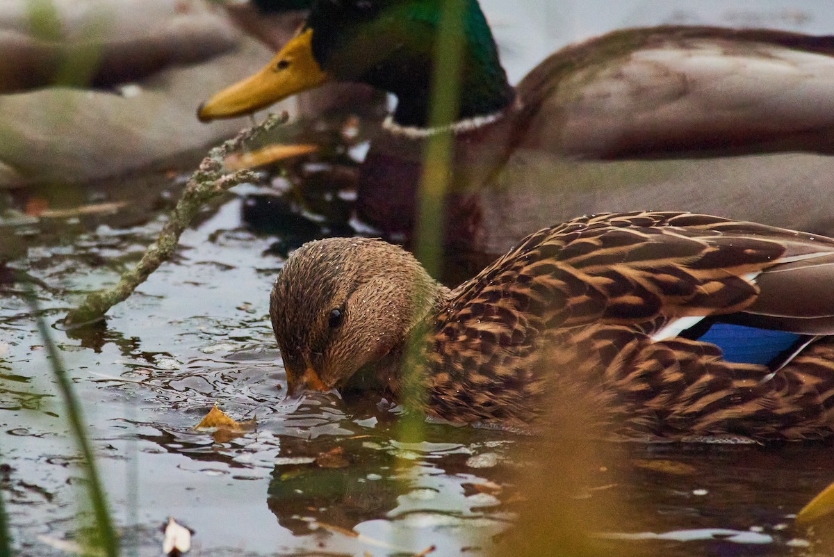 Mallard - ML645319315