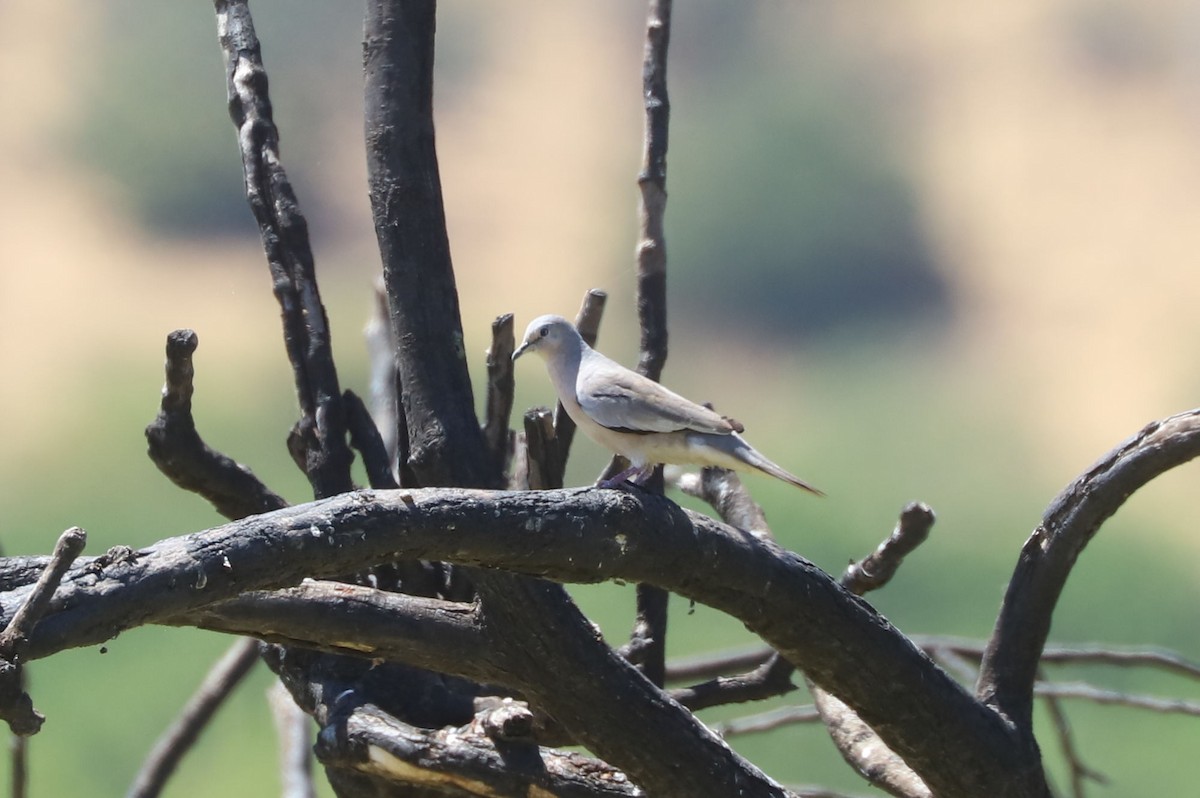 Picui Ground Dove - ML645319316