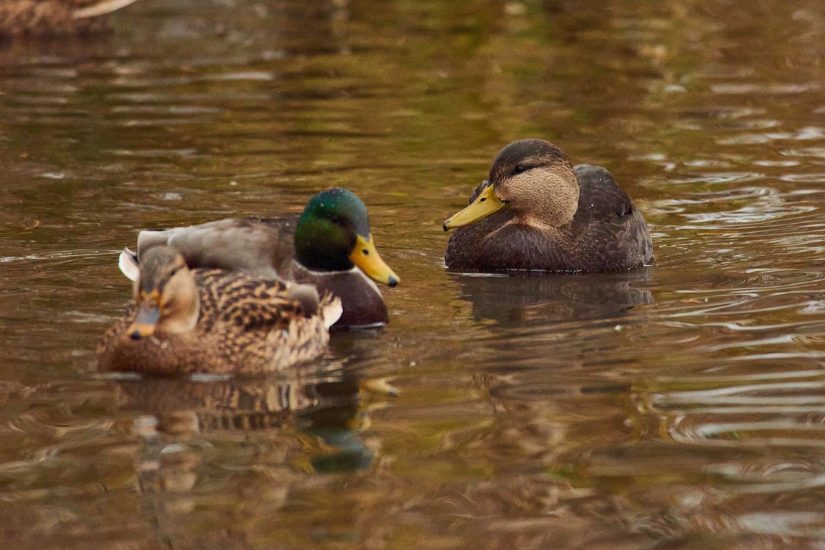 American Black Duck - ML645319317