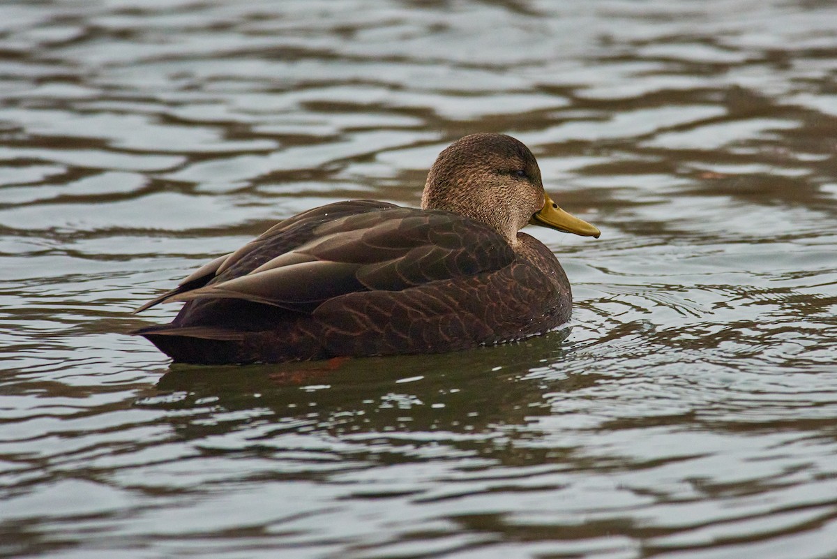 American Black Duck - ML645319318
