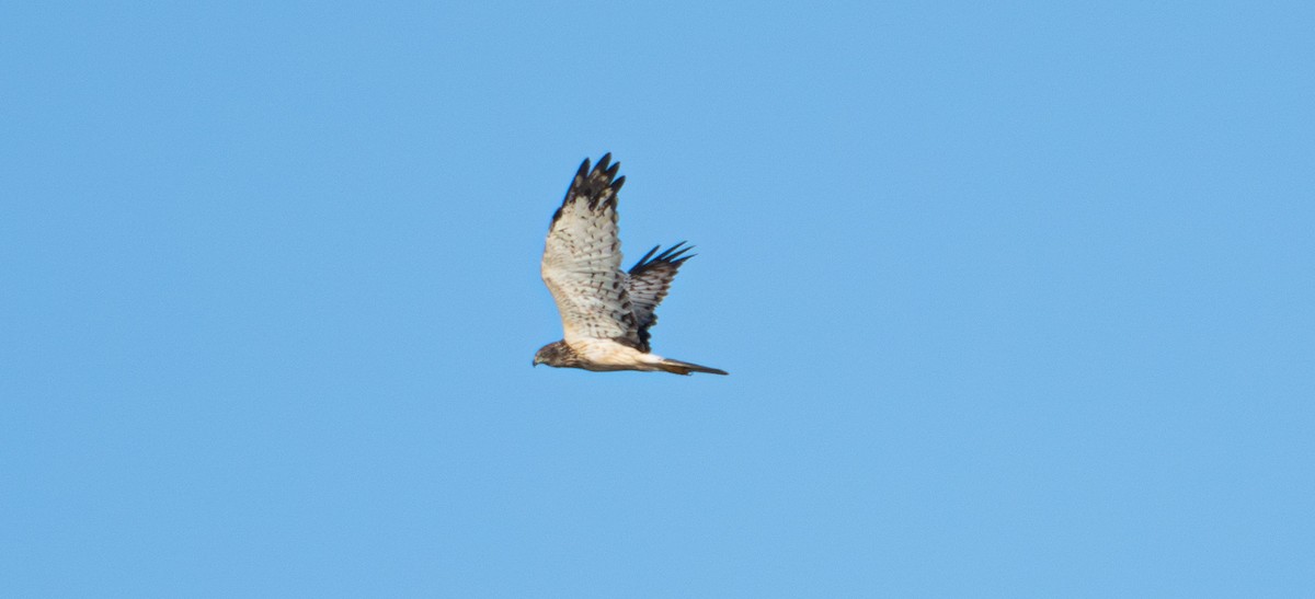 Eastern Marsh Harrier - ML645319319