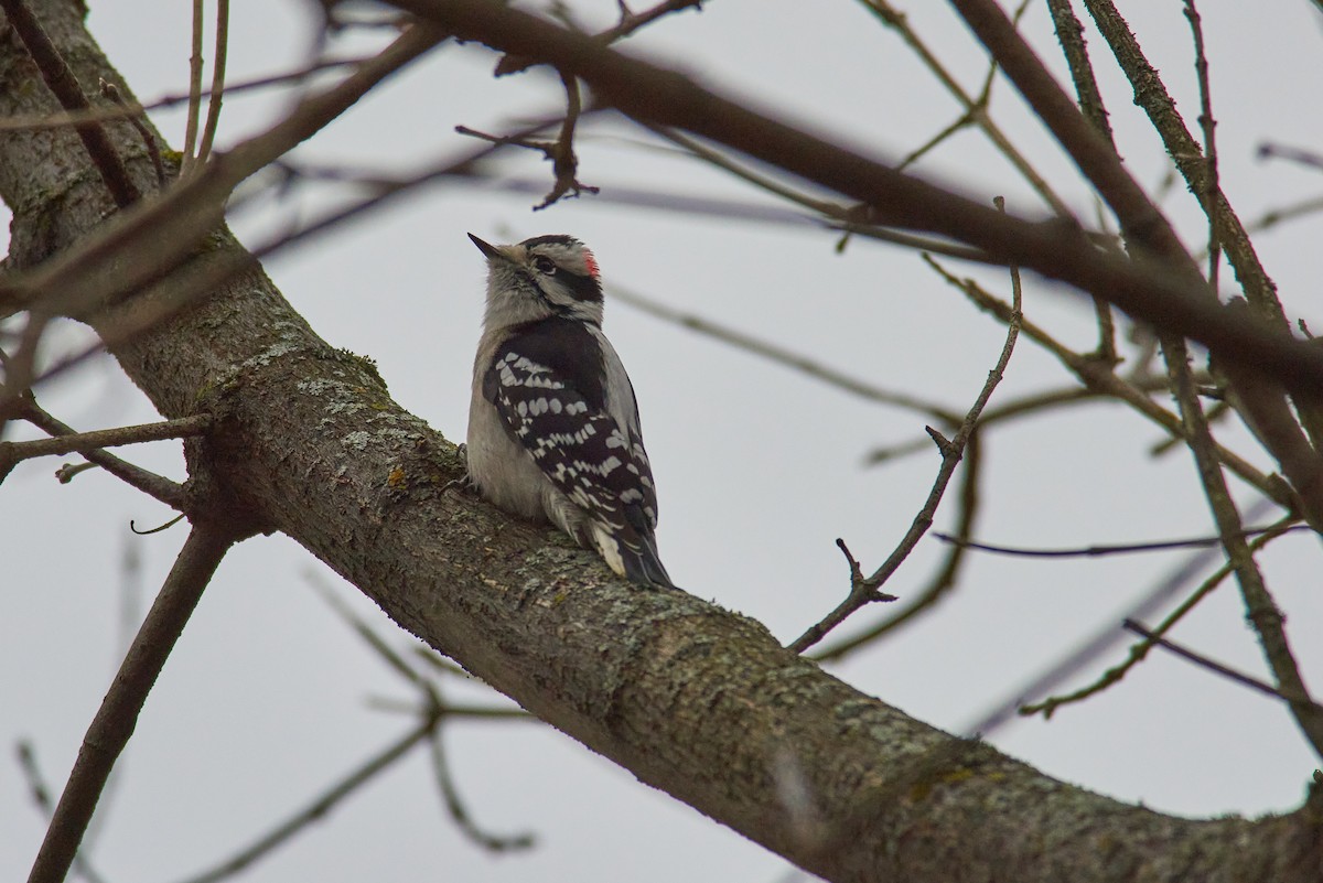 Downy Woodpecker - ML645319320