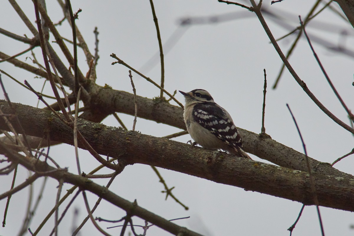 Downy Woodpecker - ML645319322