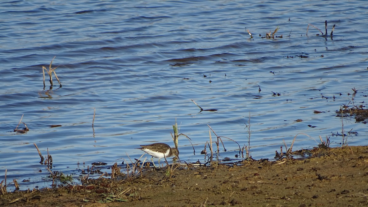 Common Sandpiper - ML645319330