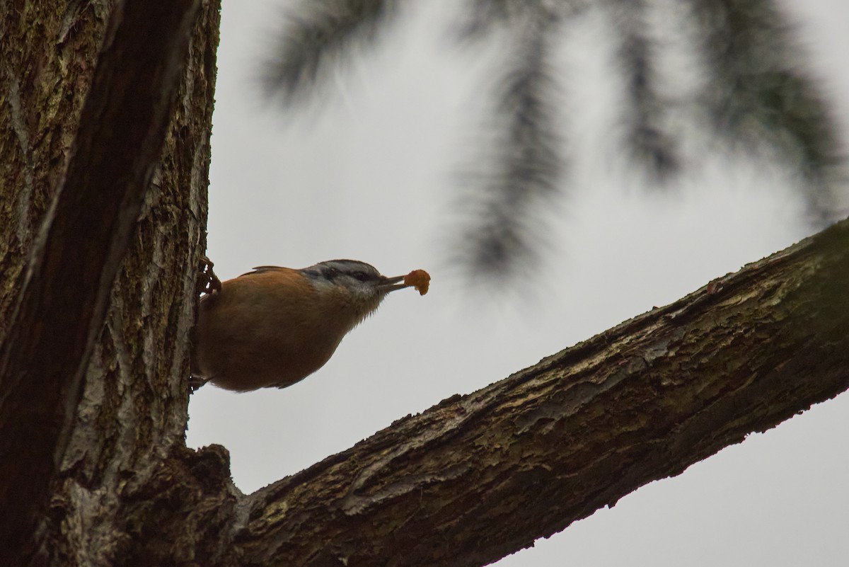 Red-breasted Nuthatch - ML645319334