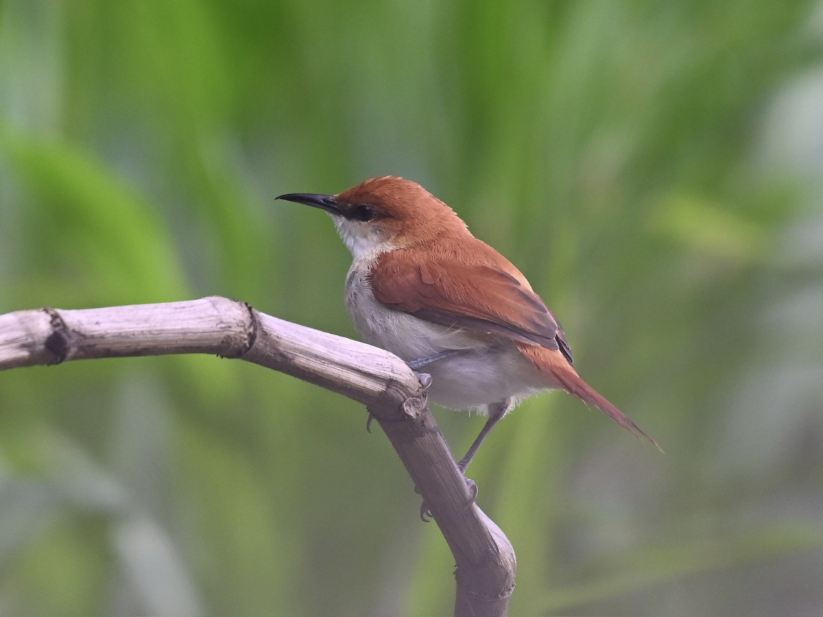 Red-and-white Spinetail - ML645319338