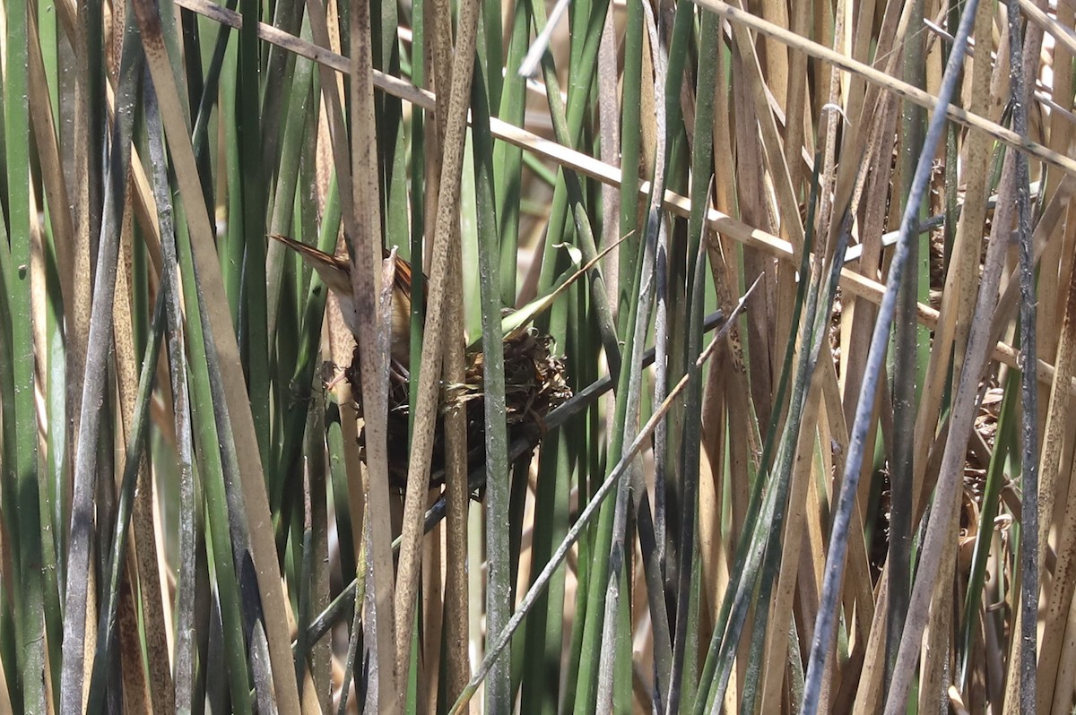 Junquero troglodyte - ML645319341