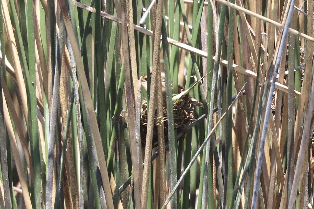 Junquero troglodyte - ML645319342