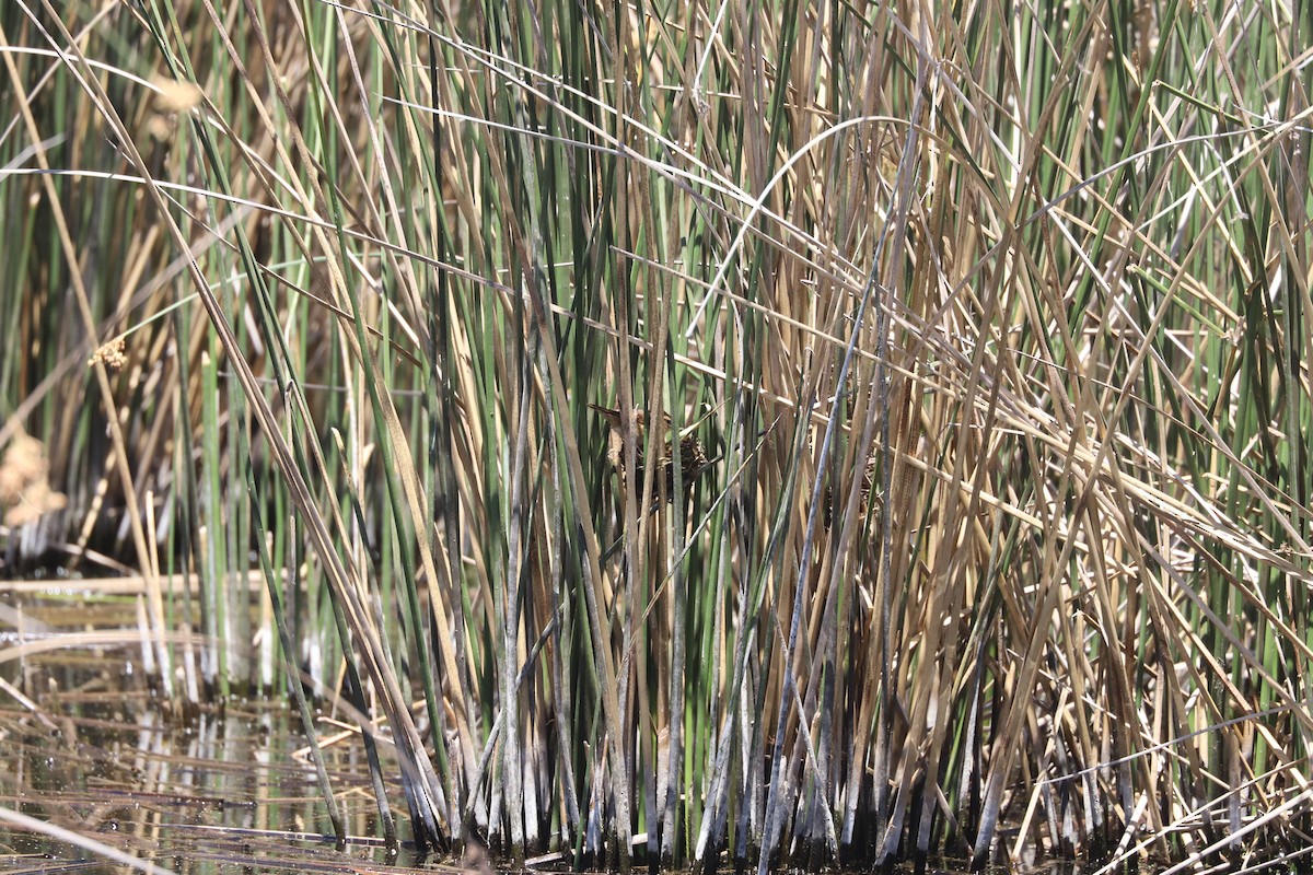 Junquero troglodyte - ML645319343