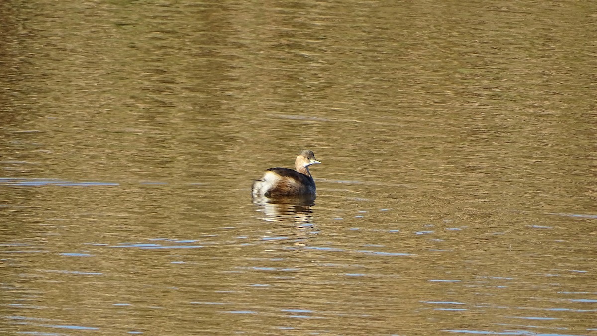 Little Grebe - ML645319344