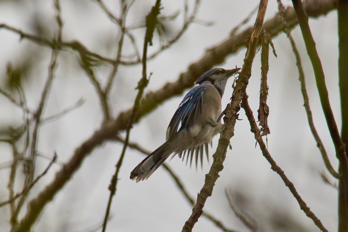 Blue Jay - ML645319347