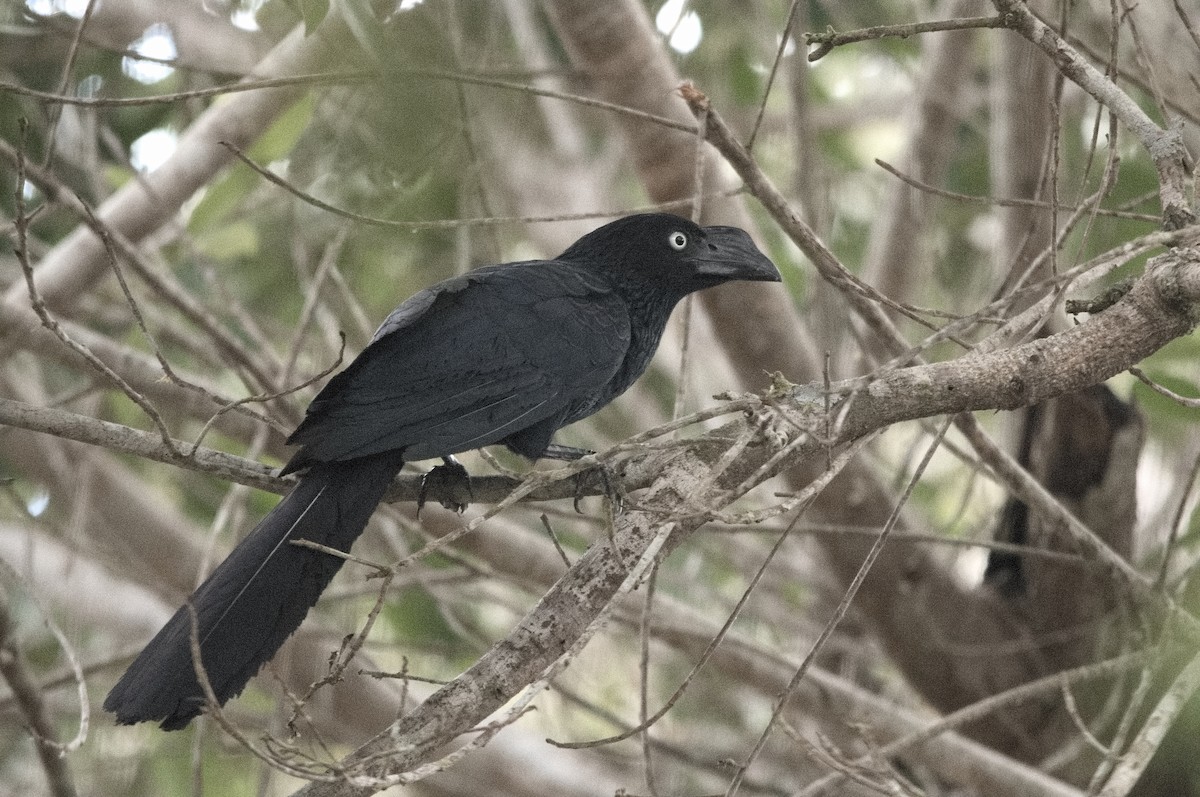 Smooth-billed Ani - ML645319364