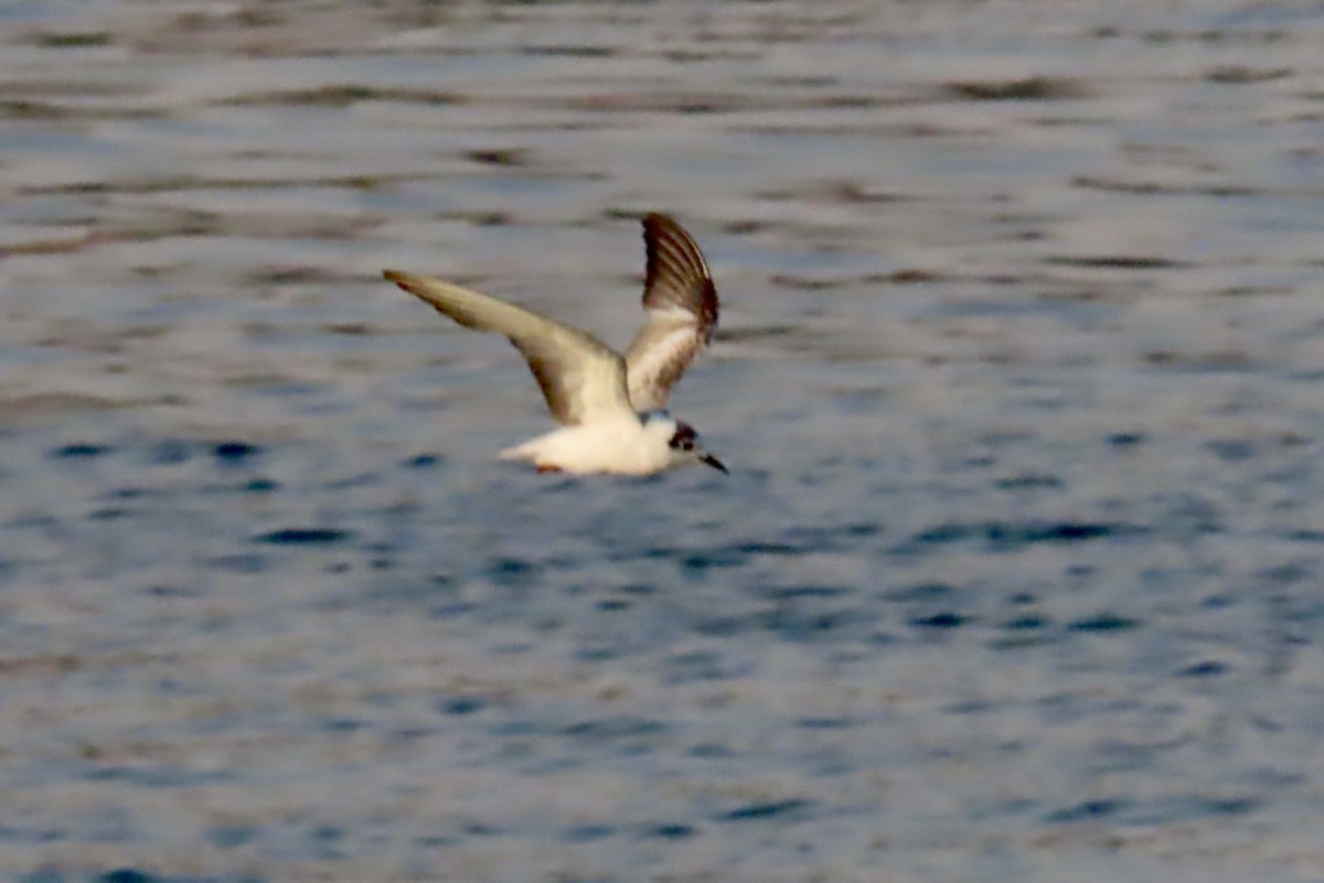 White-winged Tern - ML645319393